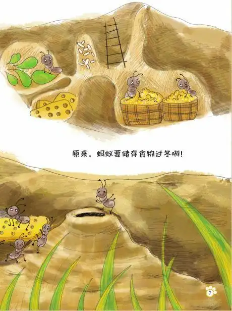 原来,蚂蚁要储存食物过冬啊!