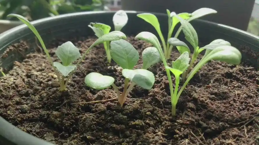 大丽花种子发芽了