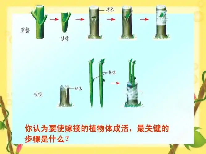 第七节 植物的营养繁殖ppt