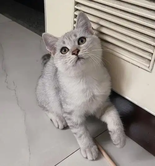 虎斑银渐层弟弟,7.20出生自家猫生的,猫妈妈:银渐层猫爸爸:蓝猫.