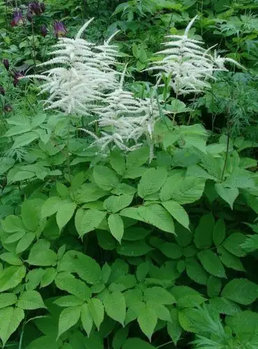 日月峡中草药:野升麻