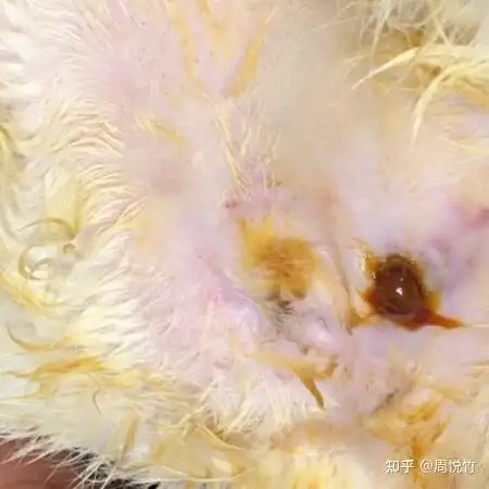 猫咪肛门腺破了