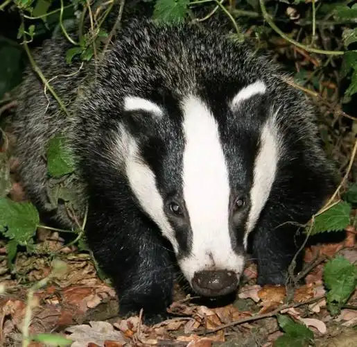 青海一小孩半夜遇到狗獾被吓坏,专家:性情凶猛,是国家保护动物|野生