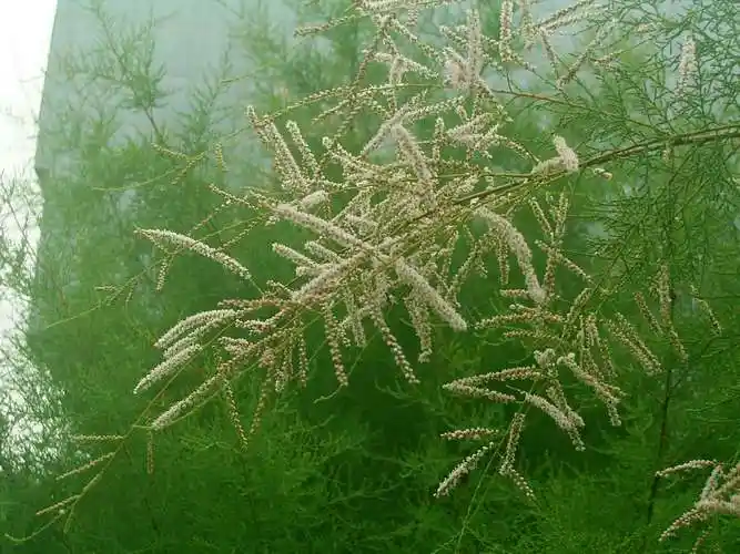 是柽柳科柽柳属乔木植物.