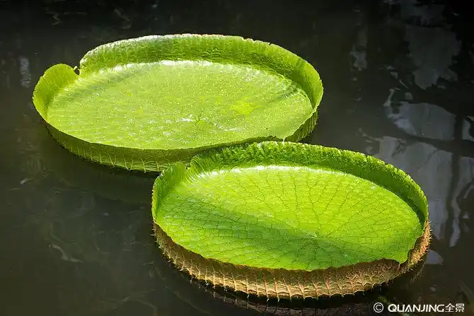 莲叶图片_图片大全