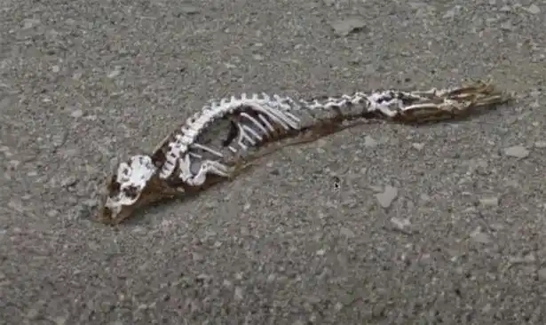 恐龙生活在什么时代冰川里发现龙的干尸