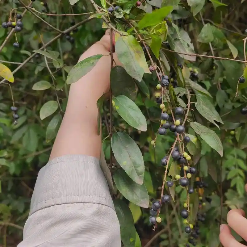 广西野果 我们叫它 酸咪果 生的果子是酸的,可以舂一舂,加酱油辣椒醋