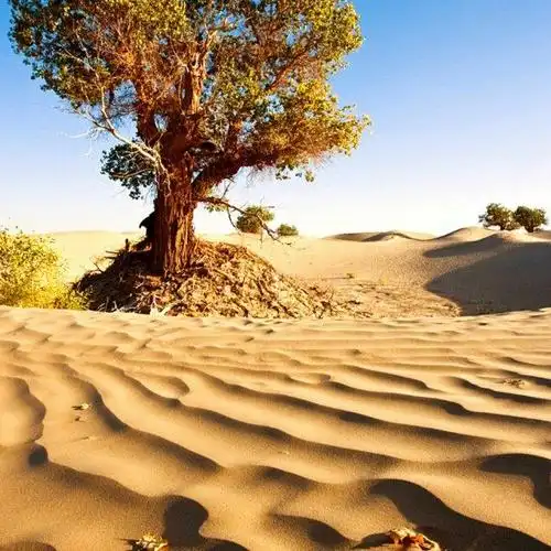 大漠胡杨3157头像