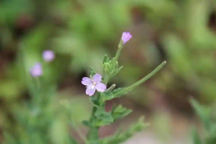 庆元植物848柳叶菜科柳叶菜属长籽柳叶菜
