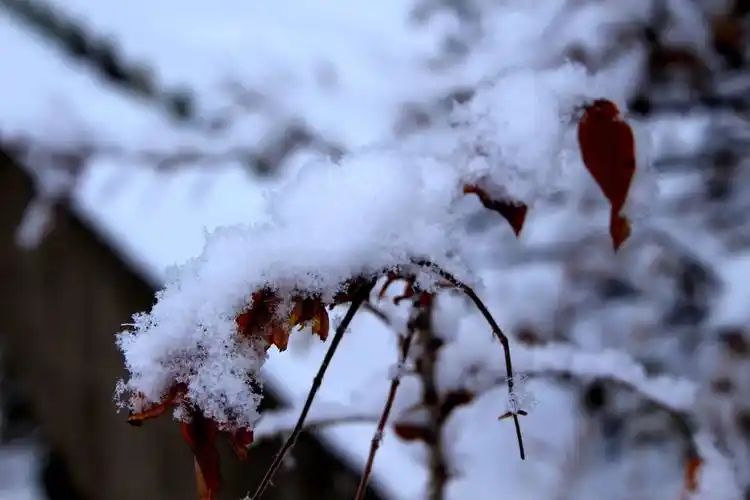 雪花飘落的时候