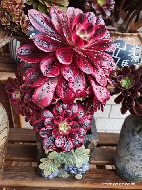 法师女王美杜莎