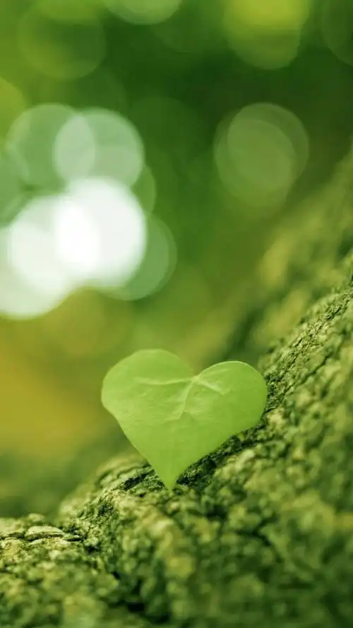 求几张类似相片中绿色图片的图,绿芽,感觉春意盎然的气息,谢谢,拜托