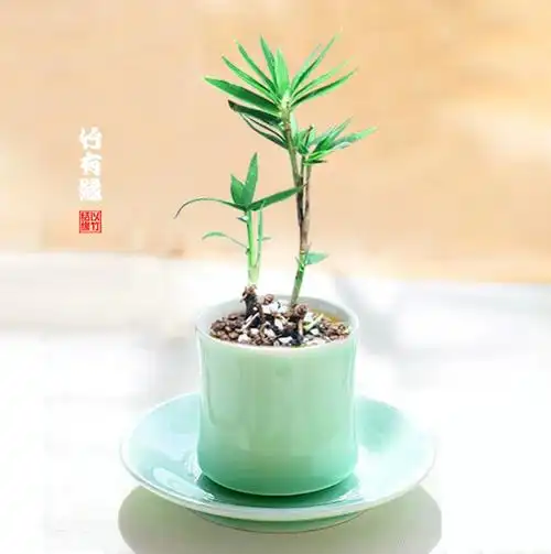 怎样才能养好盆栽小竹子呢?