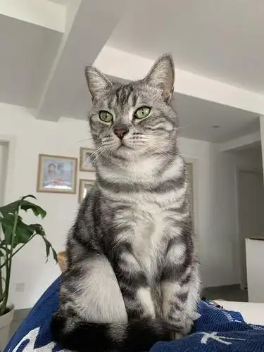 坐标长沙2岁美短母猫求领养