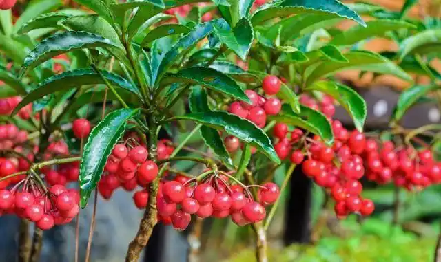 看起来非常喜庆,所以人们还给它起了更好听的名字-黄金万两,金玉满堂