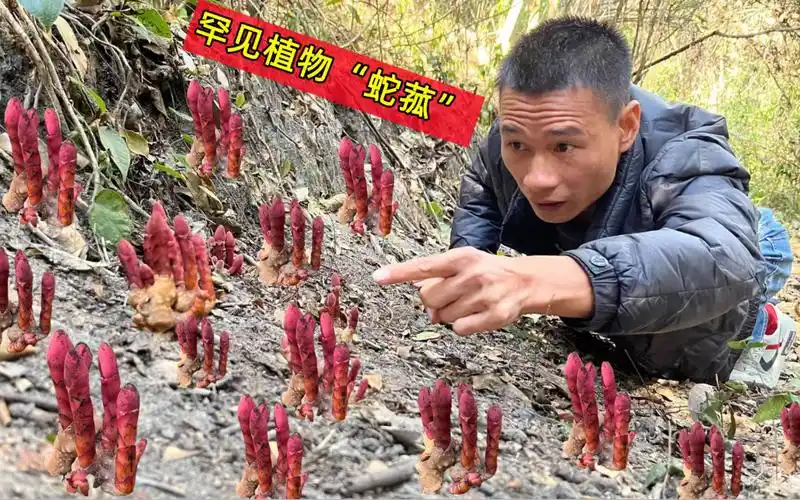 大山里发现珍贵又稀少的"通天蜡烛",一斤能卖1200元,认识一下