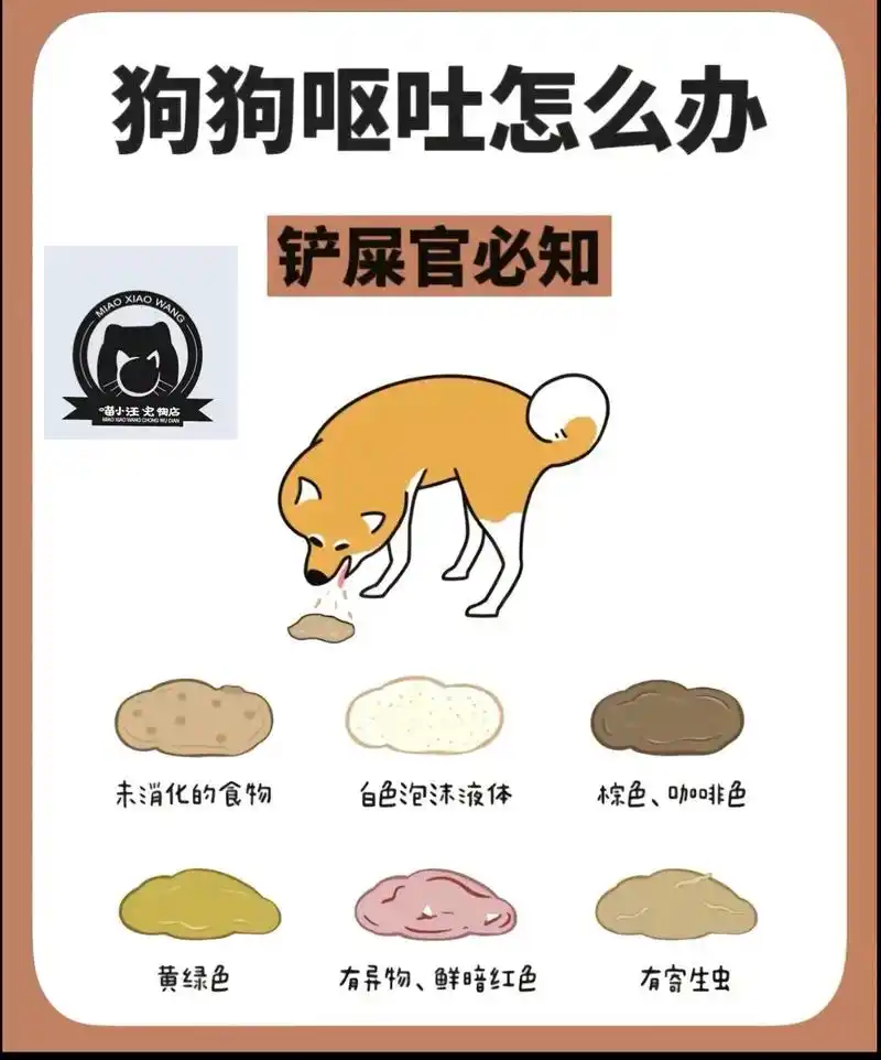 狗狗呕吐怎么办,看图片后让你一目了然.#科学养宠攻略 #抖音 - 抖音