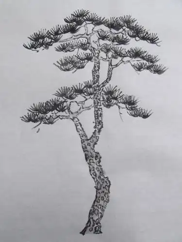少儿学山水画教程之四松树的画法