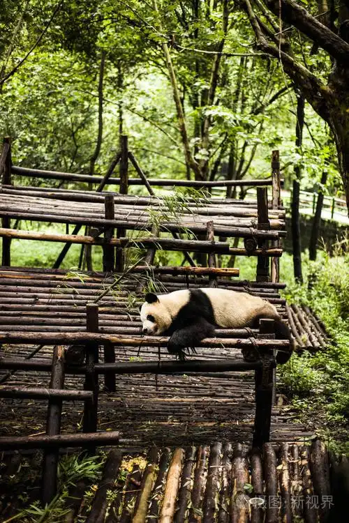 大熊猫在竹林里
