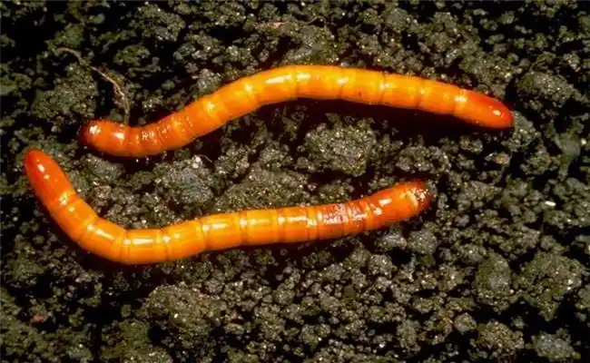 麦田金针虫的农业防治