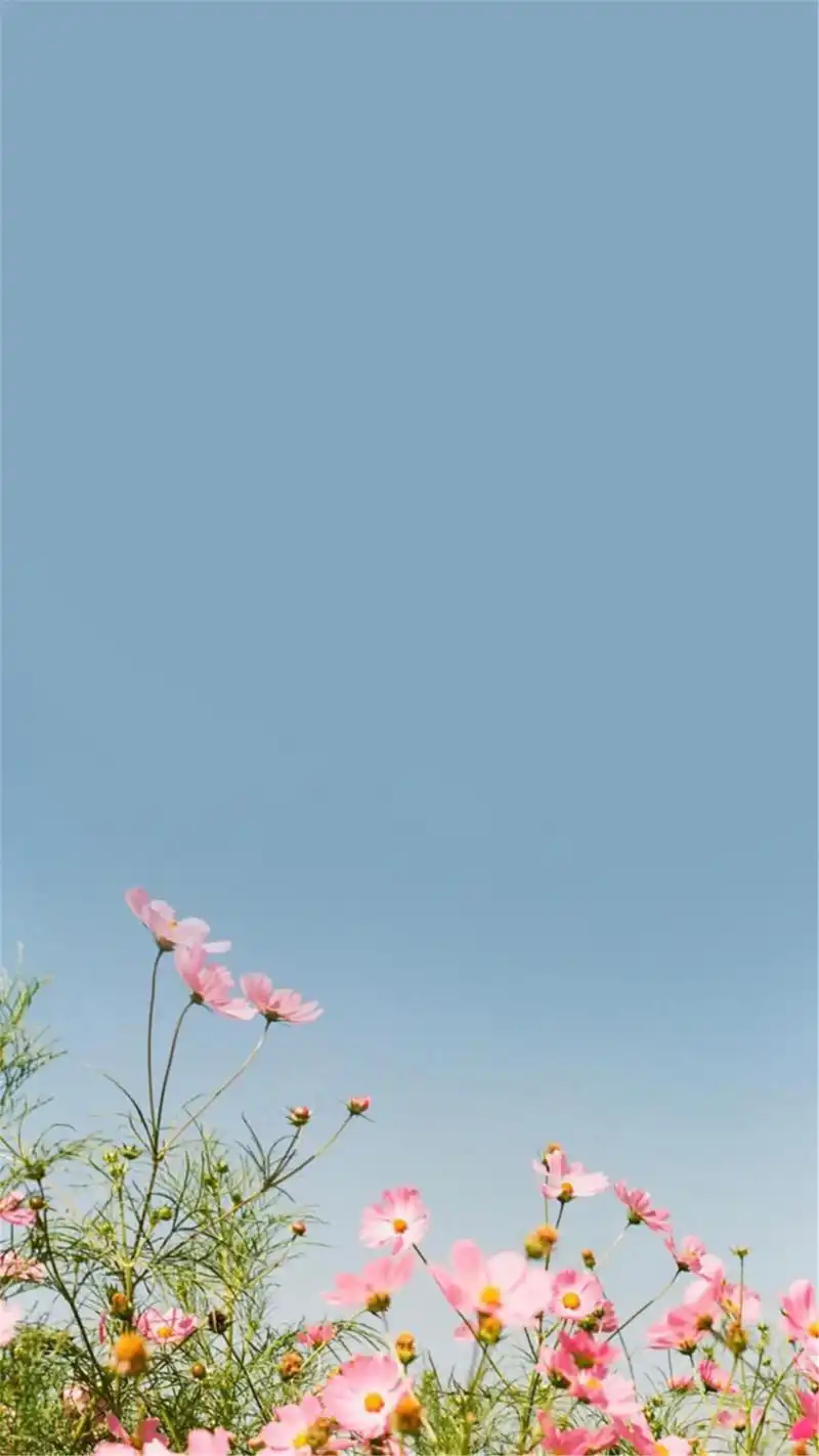 小清新唯美花卉高清手机壁纸