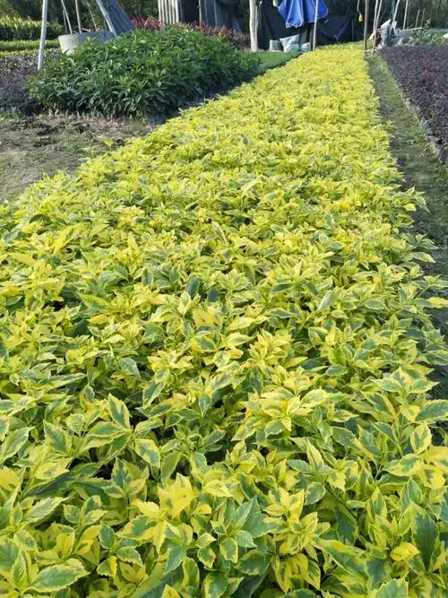 金边假连翘多少钱一棵金边假连翘价格行情