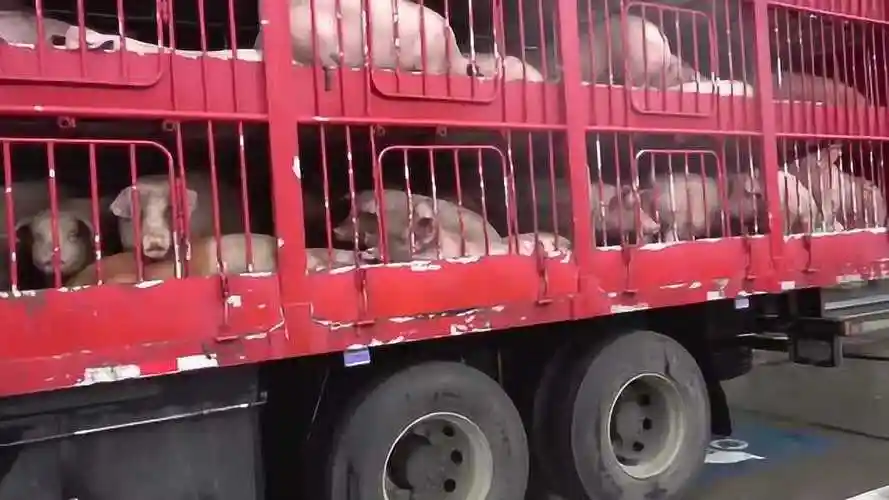 岛主10米拖挂房车服务区休息旁边悄悄来一辆拉猪车这酸爽