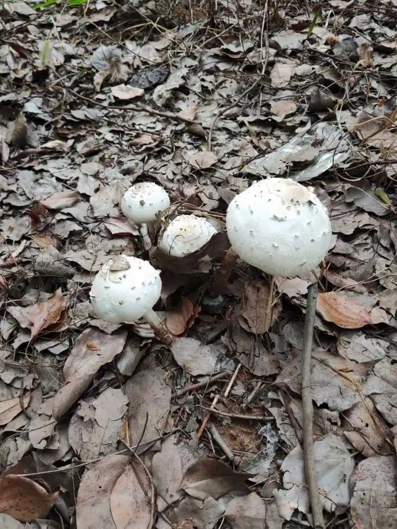 纯白的蘑菇有毒吗?