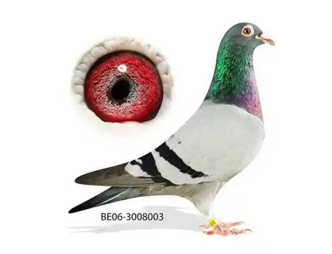 每日一鸽:盖比鸽系超级种雄"鲁迪"_闪电_卡特_种鸽