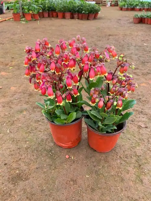 批发宫灯长寿花盆栽 珍珠风铃室内绿植 大宫灯红提灯蔓生吊钟灯笼