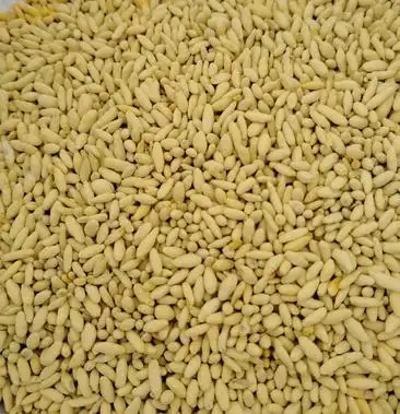 一年多黑麦草种子,包衣的,看清楚