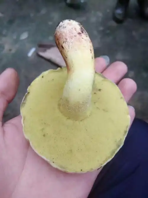 野生的黄菌真的美味