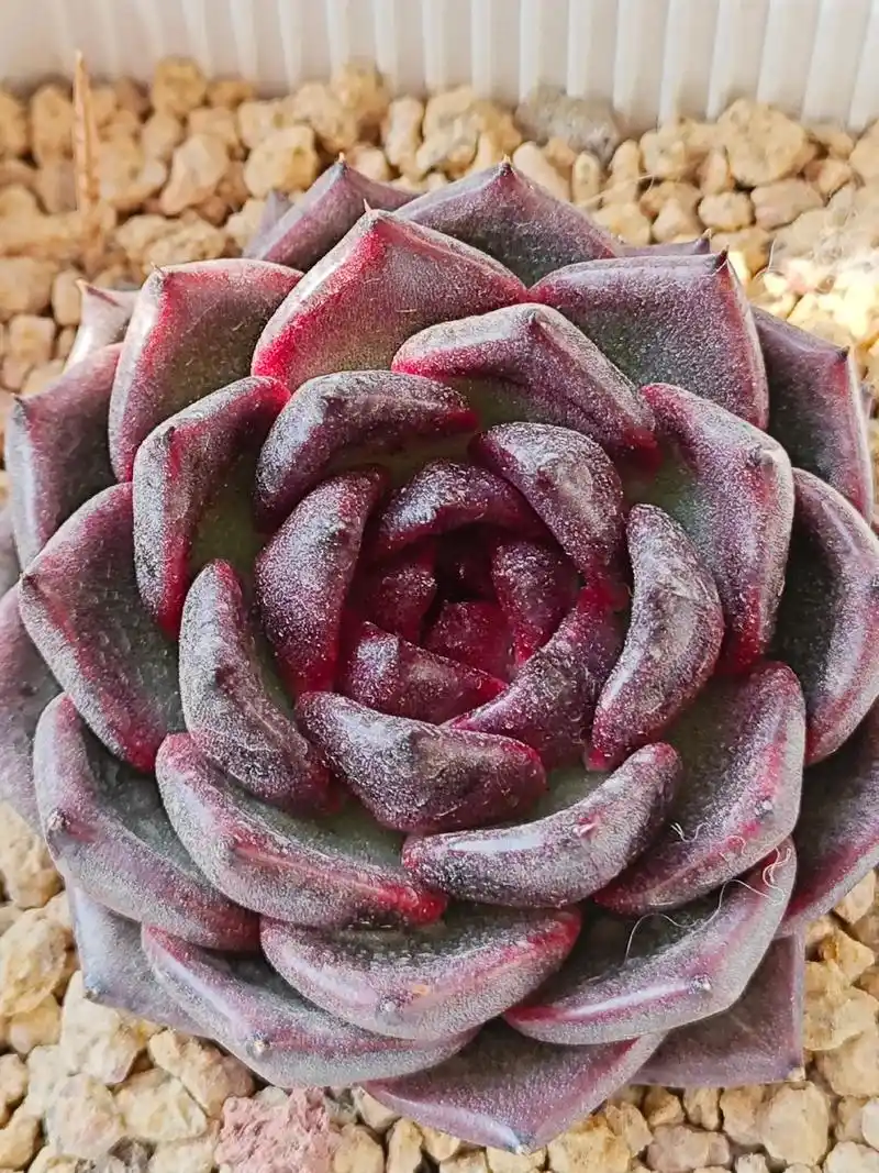 黑水晶玫瑰  - 抖音