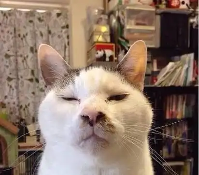 长得丑的猫的图片合集搞笑 猫的颜值能低到什么程度