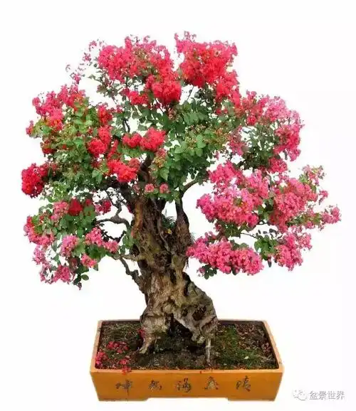 一组紫荆花盆景作品欣赏 花开富贵紫气来_网易订阅