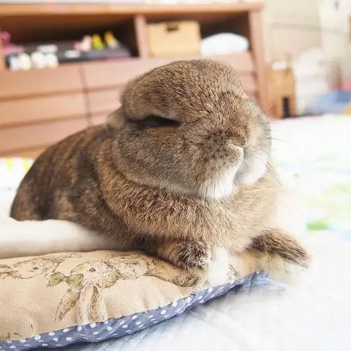 岛国的肥兔小坤,平时很严肃,一本正经把自己吃成了这样