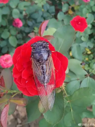 知了摄影慈才渊博