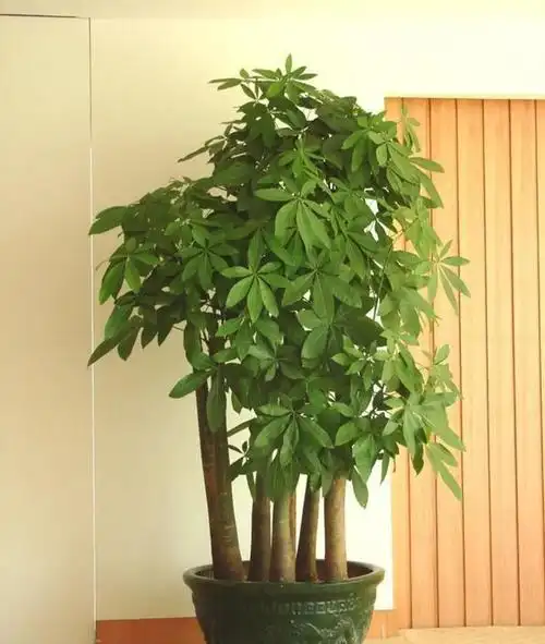 十大吉利招财的花(盘点10种热天爱生长的旺财花)-七暖网