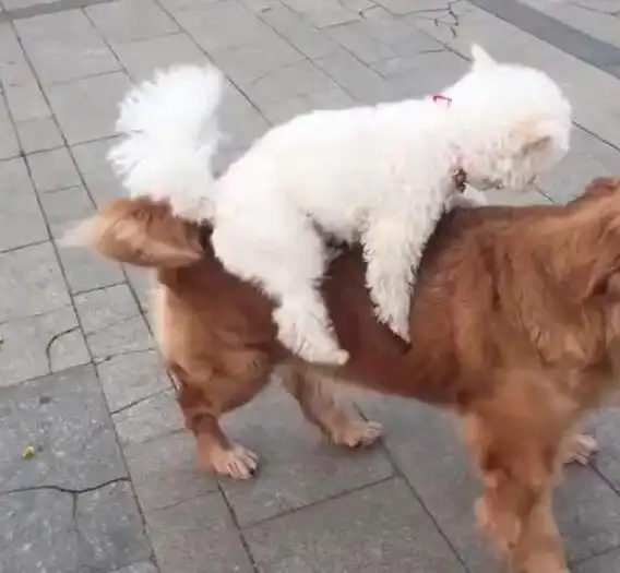 论不要脸只服比熊,自己不愿意走路还要骑在金毛身上!