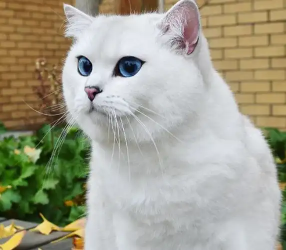 高颜值的蓝瞳银渐层,天生自带美瞳眼线,感受一下喵星人的魅力