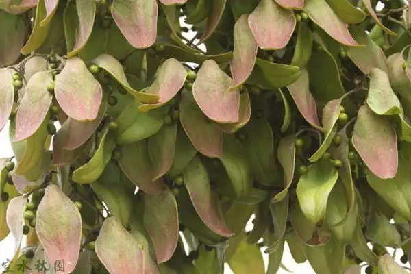 有一种高大的树木,其叶子像勺子,勺子中心有小小的果实,请问有谁知道