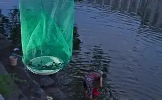 诱捕野生水蛭,需要用半米长的竹子,劈成两半,将中间的结节去掉.