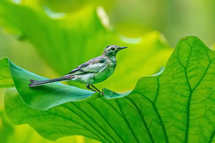 站在荷叶上的小鸟