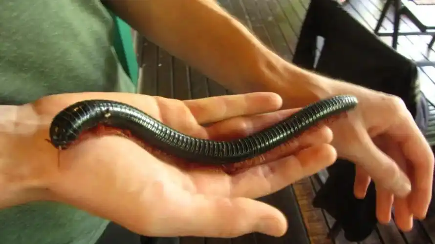 巨型马陆是什么(远古时代的巨型马陆是死亡之虫吗)-翻百科