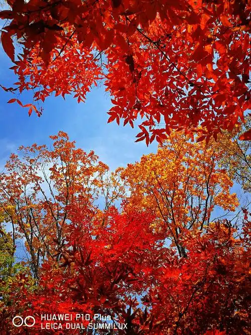 又见山里红～蛟河红叶谷之旅(2017.2018)