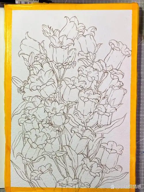原创|颜彩手绘|风铃草(附线稿