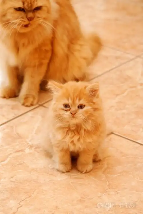 波斯小猫照片-正版商用图片05eq2h-摄图新视界