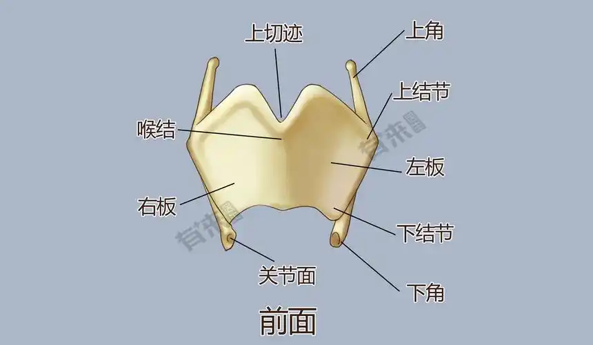 甲状软骨_有来医生