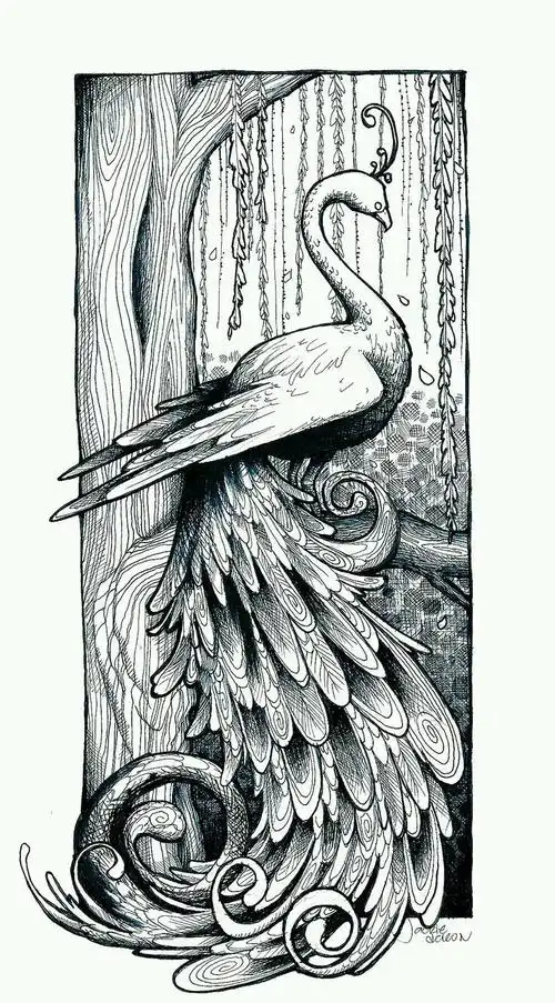 黑白线稿手绘孔雀