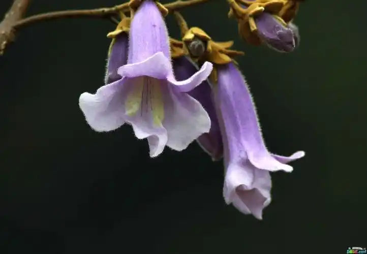 家门口的梧桐树